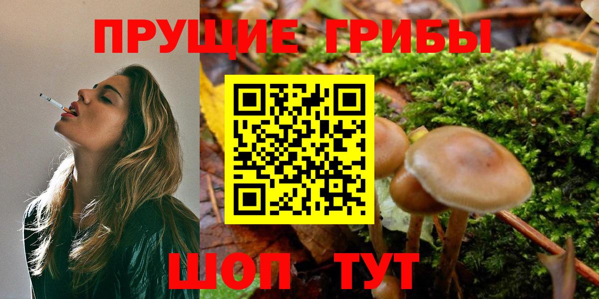 сколько стоит  Вход с VPN  Богданович  Псилоцибиновые грибы GOLDEN TEACHER 