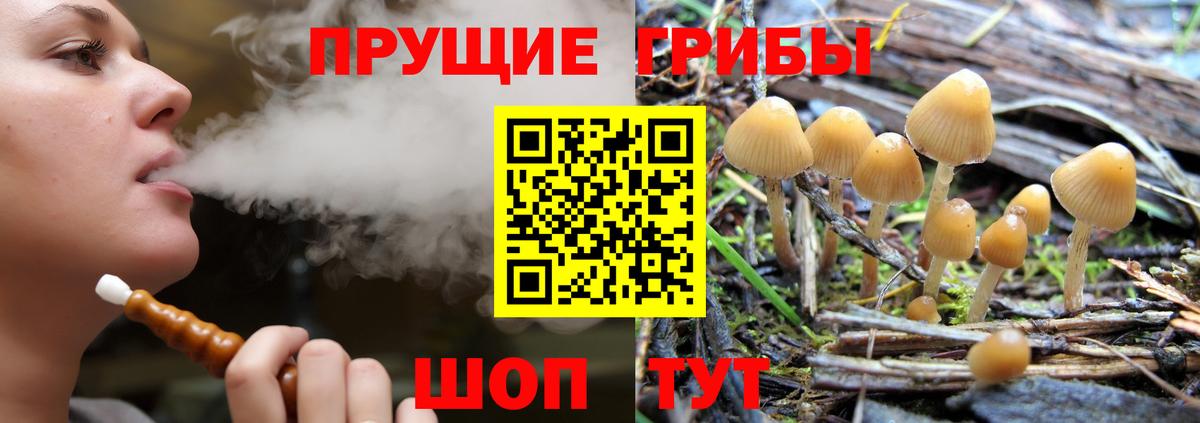 Галлюциногенные грибы GOLDEN TEACHER  Богданович  Псилоцибиновые грибы Psilocybine cubensis 